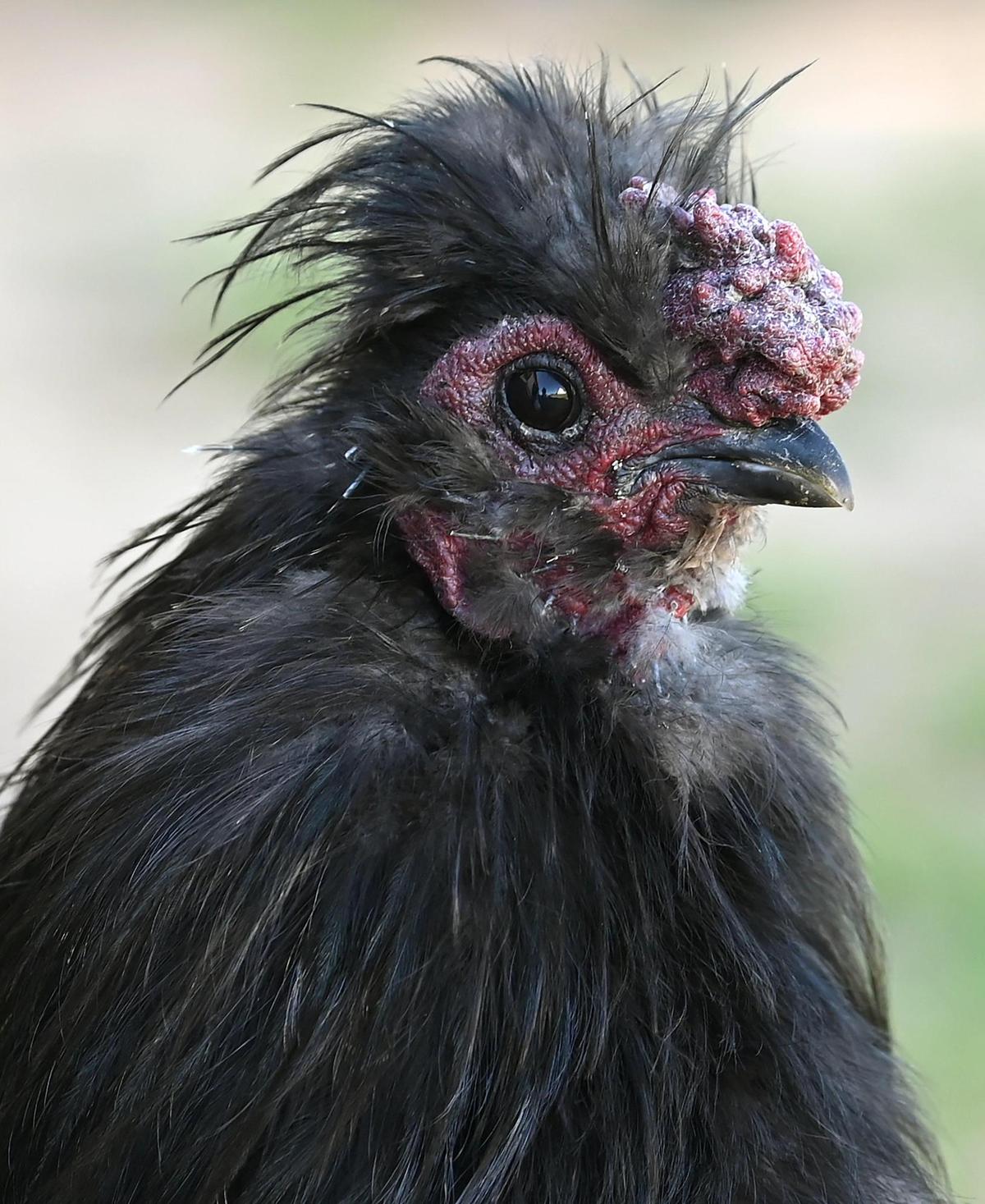 Big Daddy is a Black Silkie Rooster among the flock of chickens that Mary Schroeder owns.