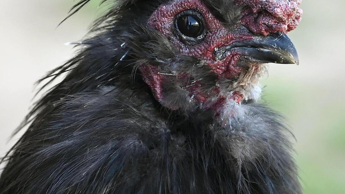 Can you keep chickens or roosters in Charlotte? 5 key things to know