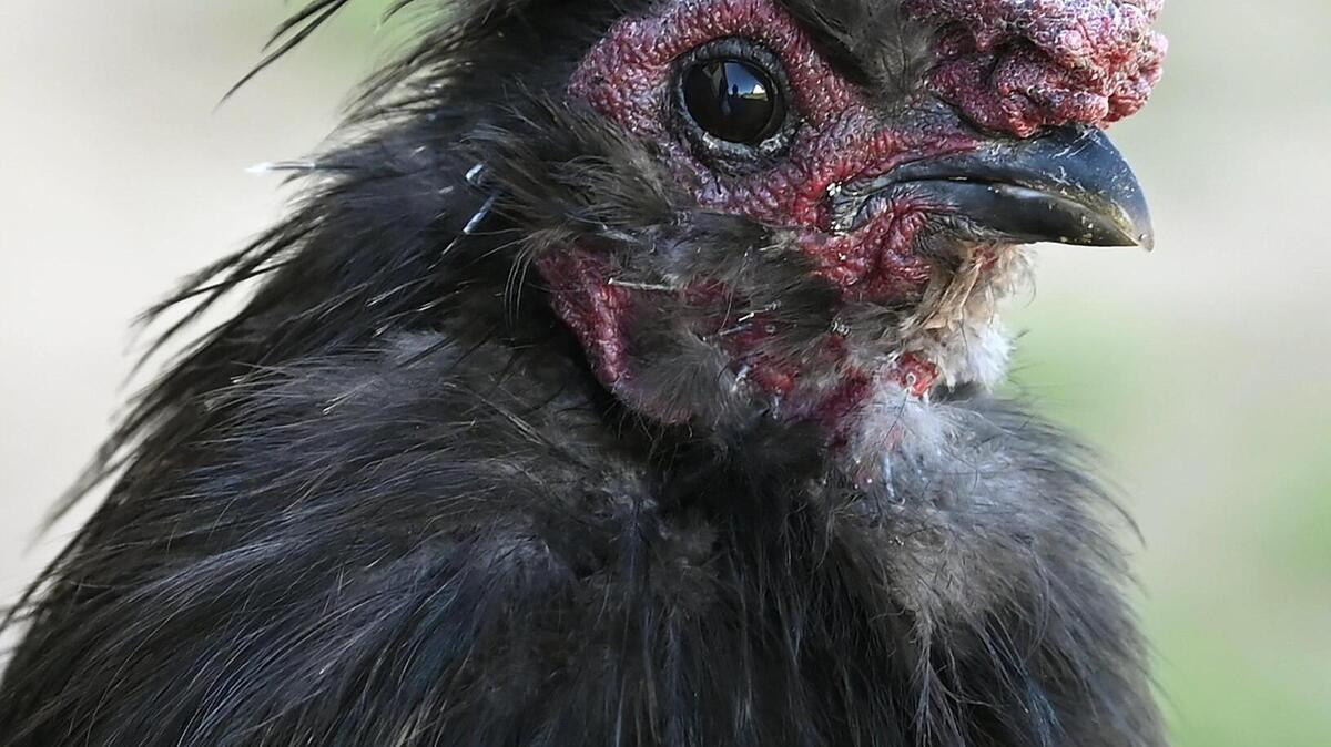 You need a permit to keep fowl in Charlotte.