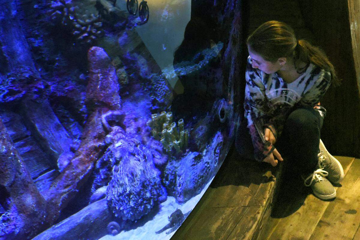 Isabella Vanhoozer, 12, watches Fiona, a giant Pacific octopus, feed on crawfish placed in a tube.