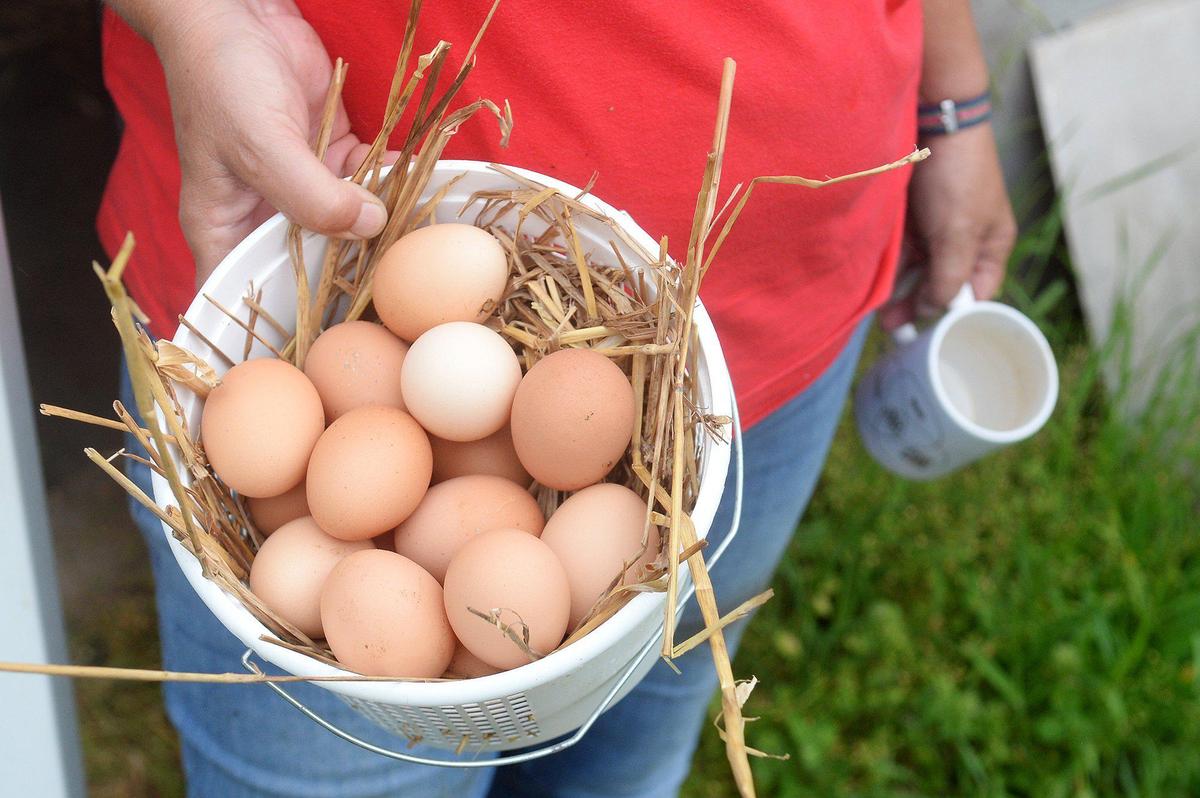Kim Shaw, owner of Small City Farm in Charlotte, says the farm is being negatively impacted by USDA grant cuts under the Trump Administration. These cuts impact the farms ability to do business and harms programs that provide produce to food banks, local schools and more. Shaw was spreading compost, watering seedlings and tending to her egg-laying hens at the farm on Thursday, Apr. 03, 2025.