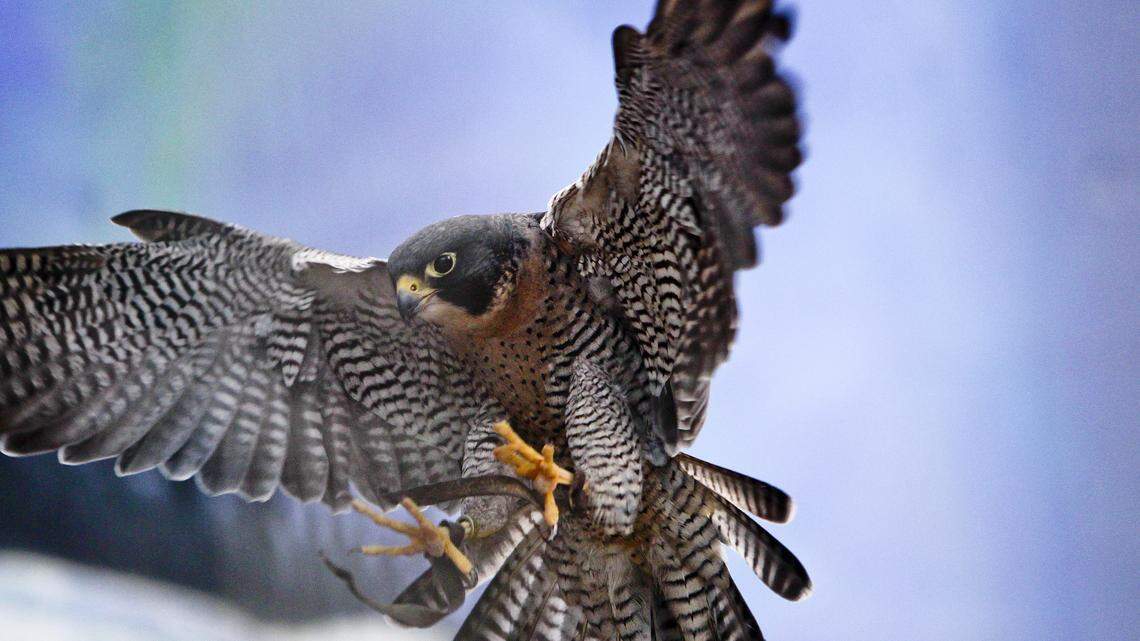 Why have peregrine falcons abandoned a popular nesting cliff along the Blue Ridge Parkway?