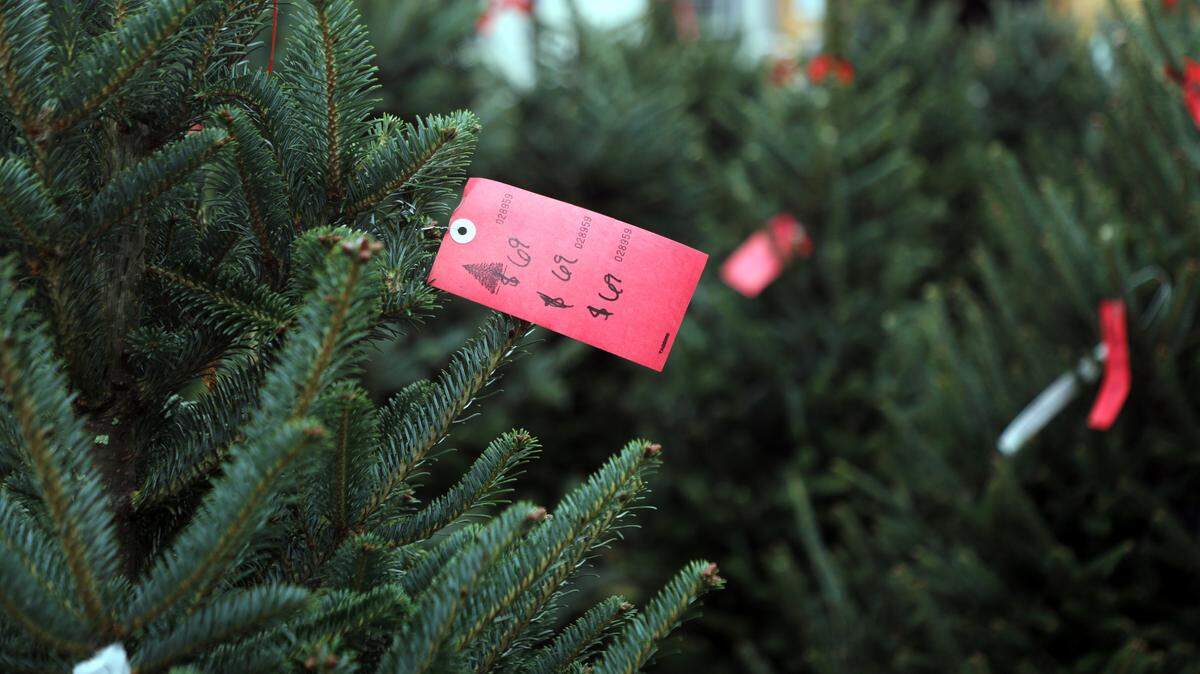 As Christmas season begins, here’s where to find a real tree in the Myrtle Beach area.