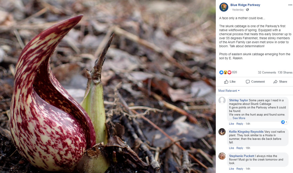 Mild winter temperatures on the Blue Ridge Parkway are giving rise to skunk cabbage pods that smell like a dead animal.