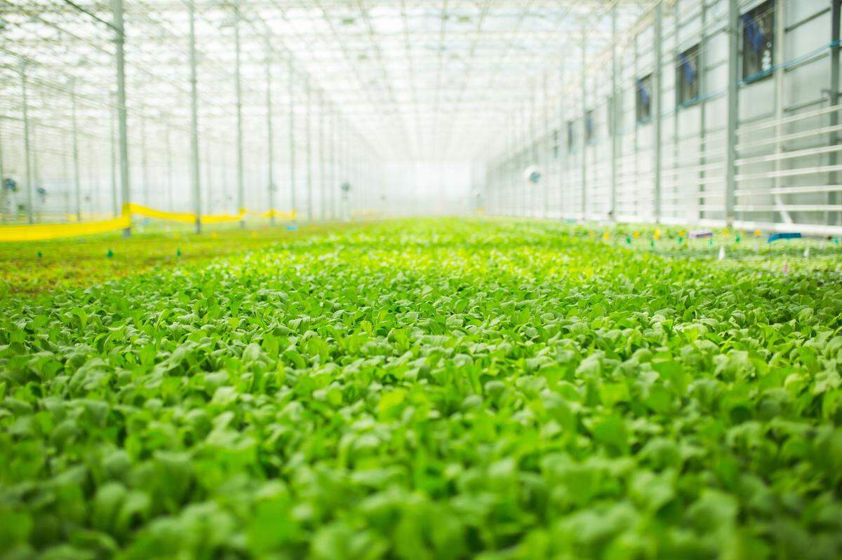 BrightFarms, a 10-year-old hydroponic salad grower, has invested over $21 million to build a 7-acre greenhouse in Hendersonville, N.C.