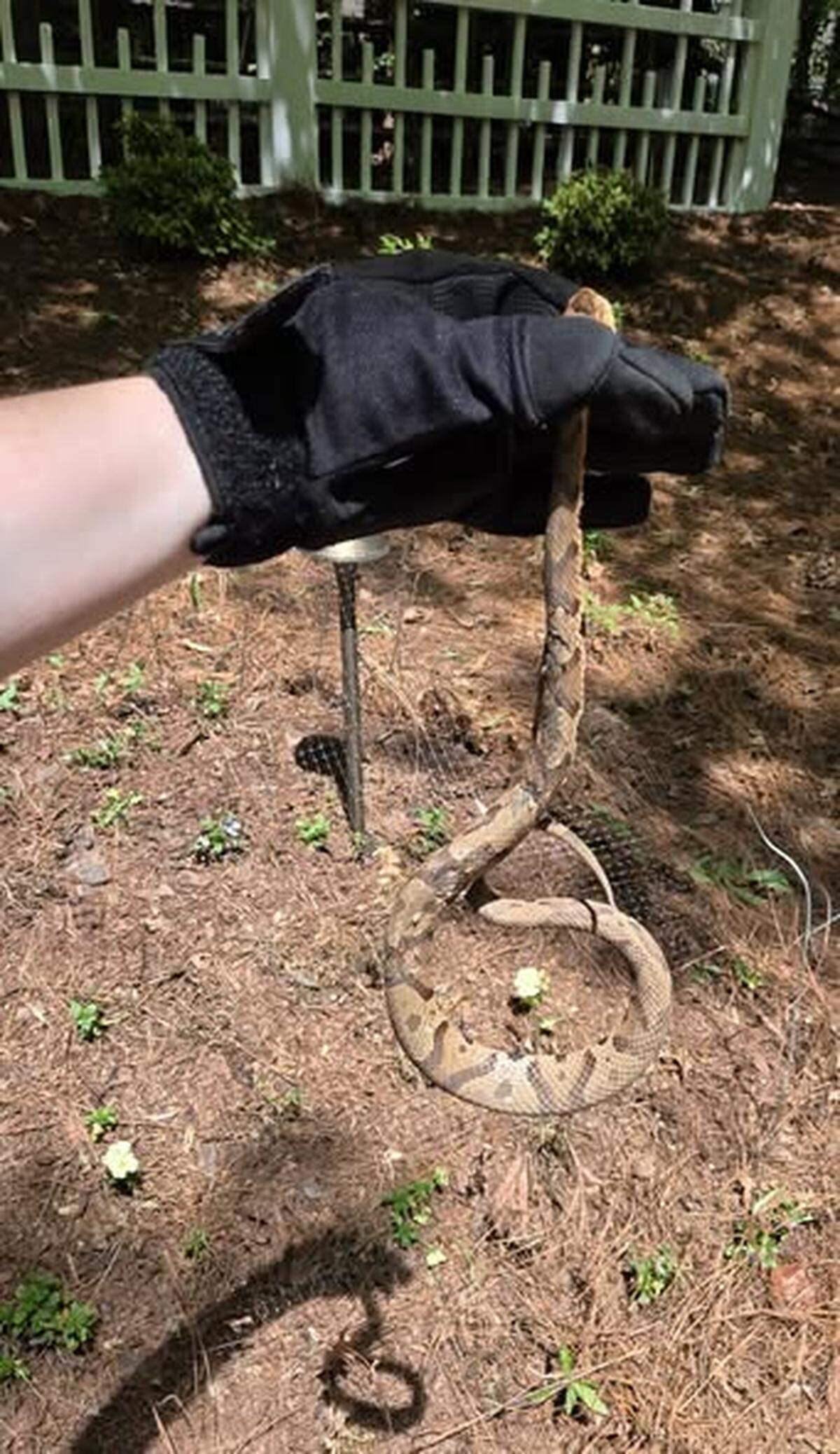 A juvenile copperhead in Huntersville. 