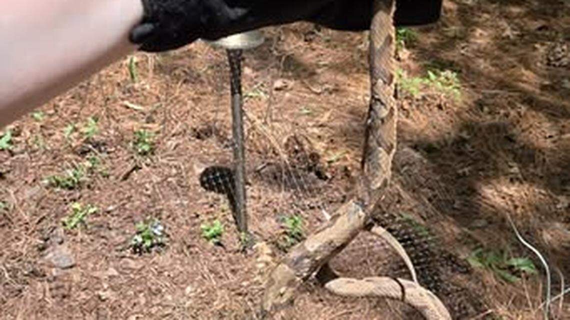 Snakes, including a copperhead, corralled by officers in, near Huntersville homes