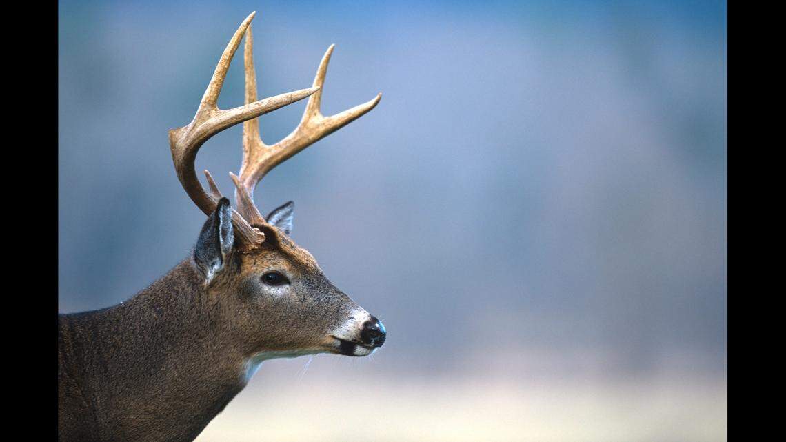 Deer attacks reported in multiple NC counties, officials say. What’s causing it?