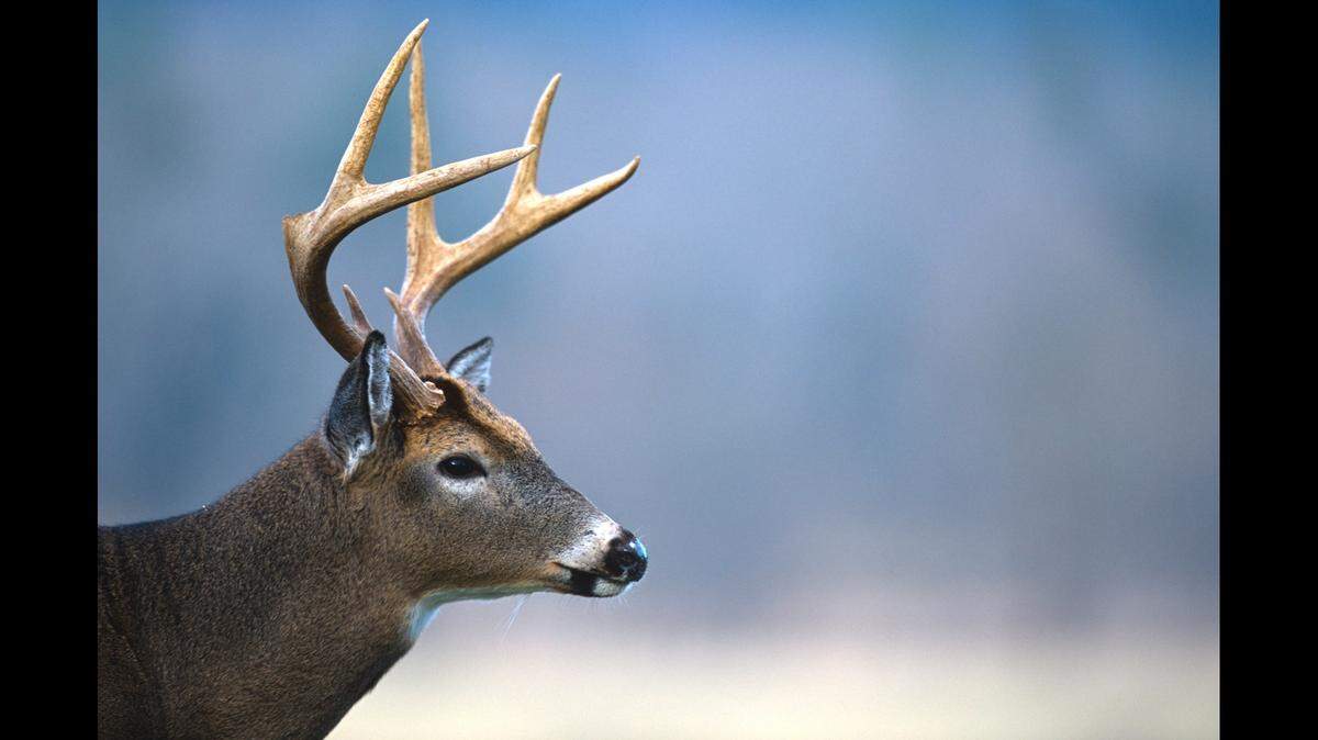 Cases of deer attacking people have been reported across North Carolina and experts believe humans are to blame, N.C. Wildlife Resources Commission says.
