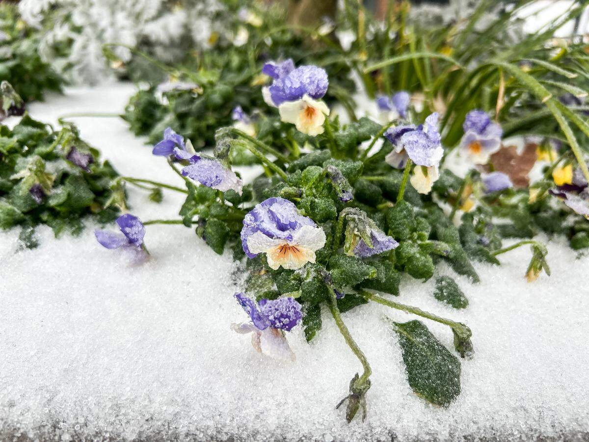 Pansies are coated in ice after rain and sleet moved into the area overnight creating a thin wintry blanket over NoDa in Charlotte early Sunday morning on January 25, 2026.