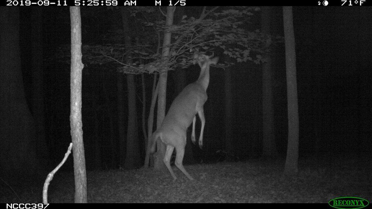 What is this deer doing in the woods of Wake County at 5:30 a.m.? We may never know.