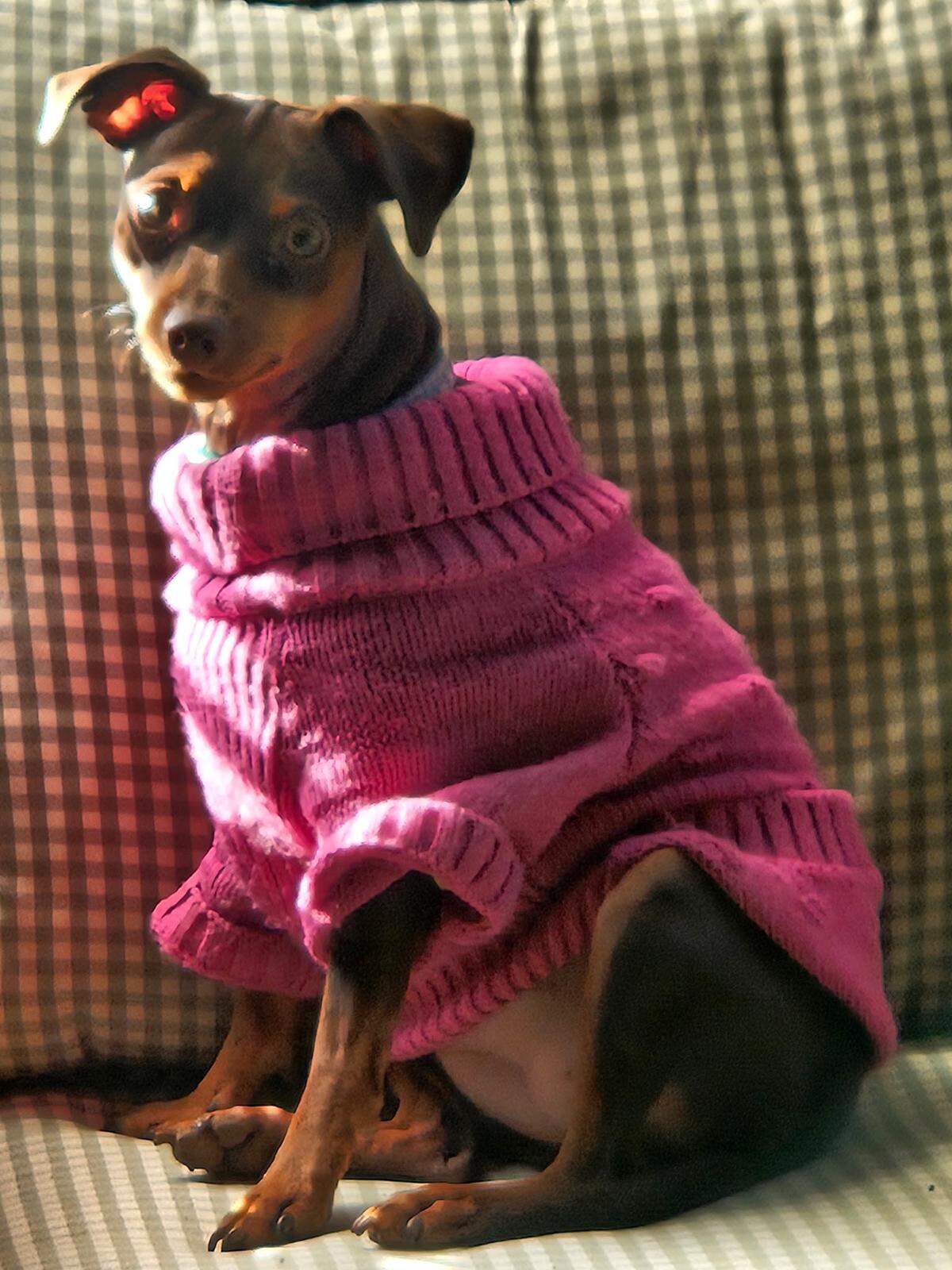 At seven pounds, Phoebe was about the size of a German shepherd puppy, owner Debbie Marcum said.