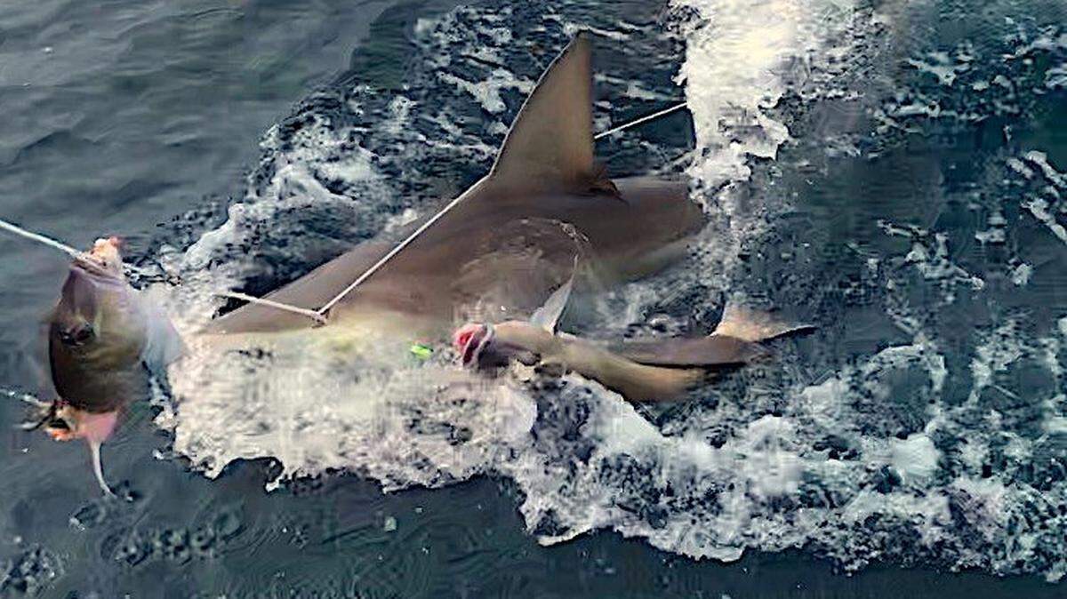 A sandbar shark strikes a North Carolina fisher’s catch.