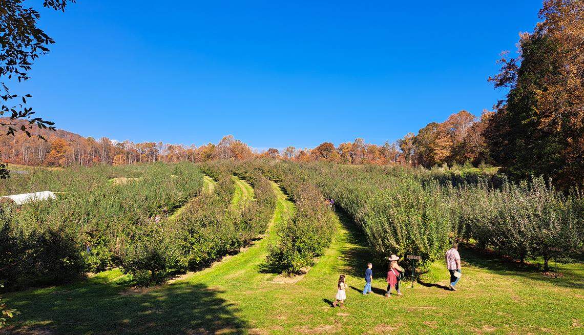 At Jeter Mountain Farm, you can visit the three weekends after Thanksgiving to purchase Christmas trees, and have a warm drink or dessert.