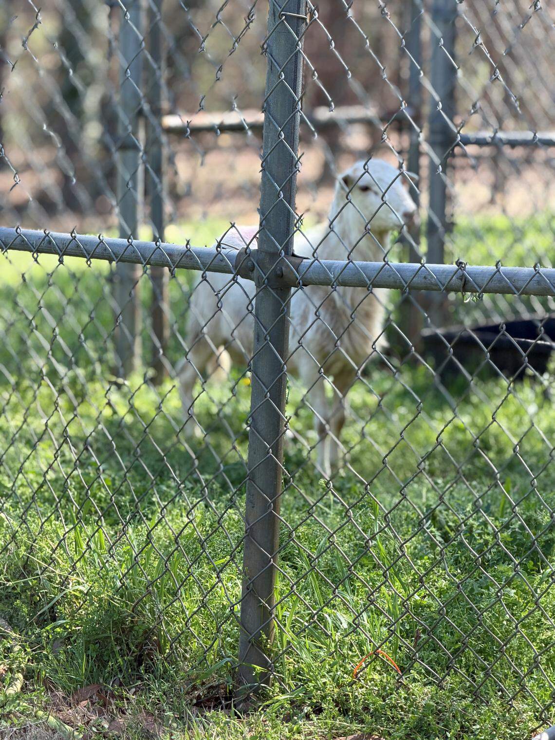 Charlotte police herded and rescued this lost sheep on Friday.