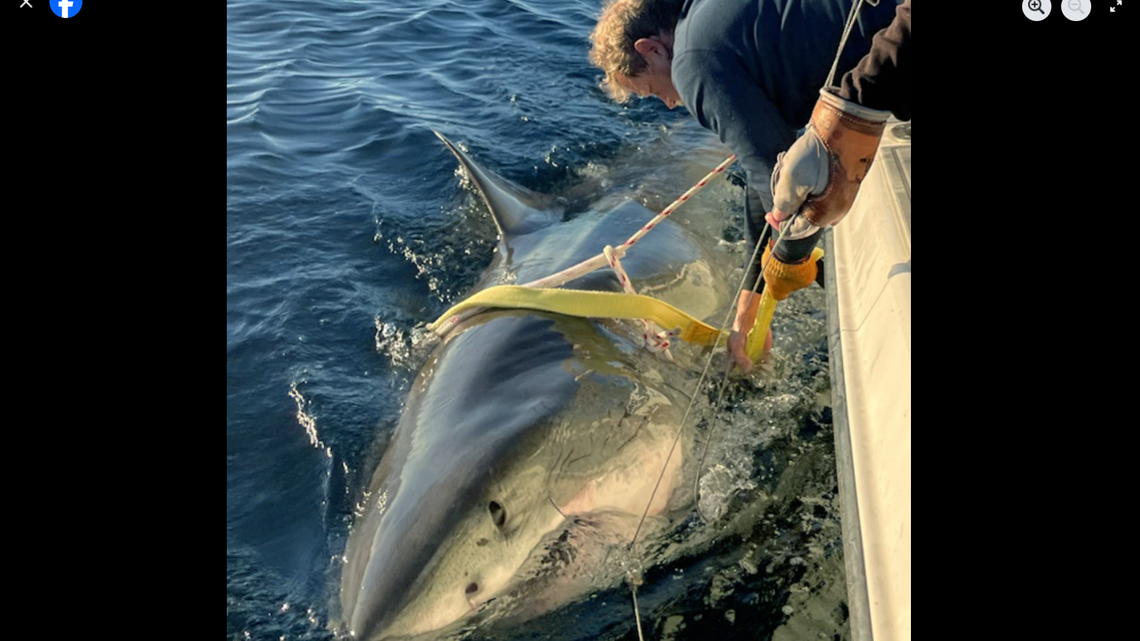 Shark known as ‘ultimate ocean warrior’ is off North Carolina, tracking reveals