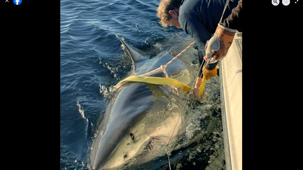 The shark, known as Contender, entered North Carolina waters on Saturday, Feb. 7, and is currently 45 miles off Cape Fear, east of Wilmington, the shark research agency OCEARCH reported in a social media post.