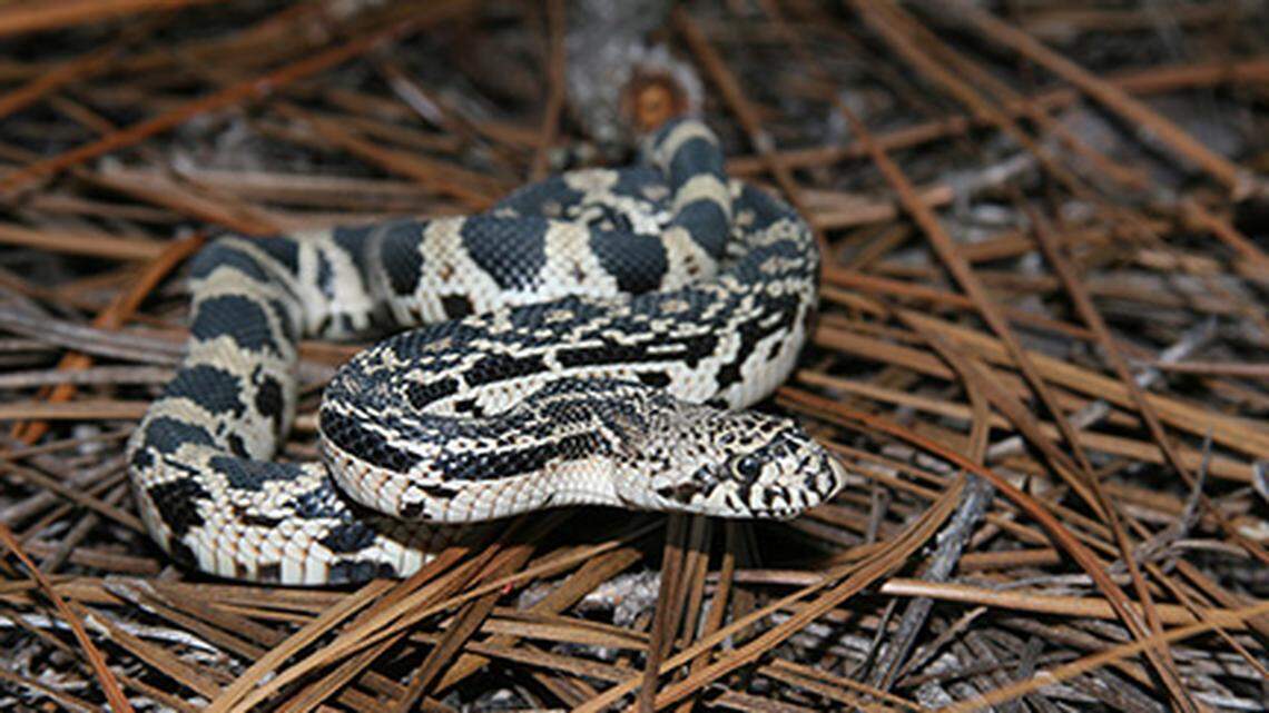 The pine snake is “a large, heavy-bodied snake, typically reaching between 4 to 5 feet, but can be as large as 7 ½ feet,” state officials say.