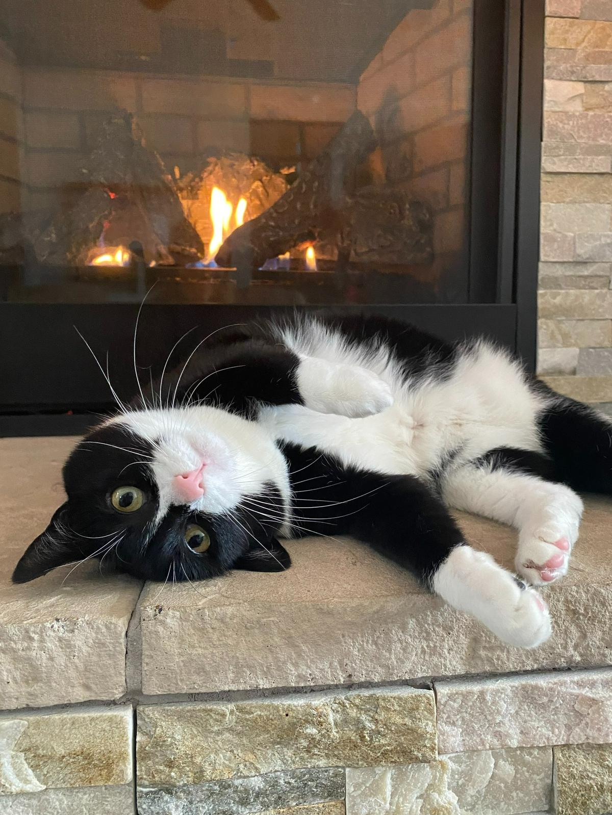 Buffy was named a finalist in The Charlotte Observer’s “cutest cat in Charlotte” contest in fall 2024.