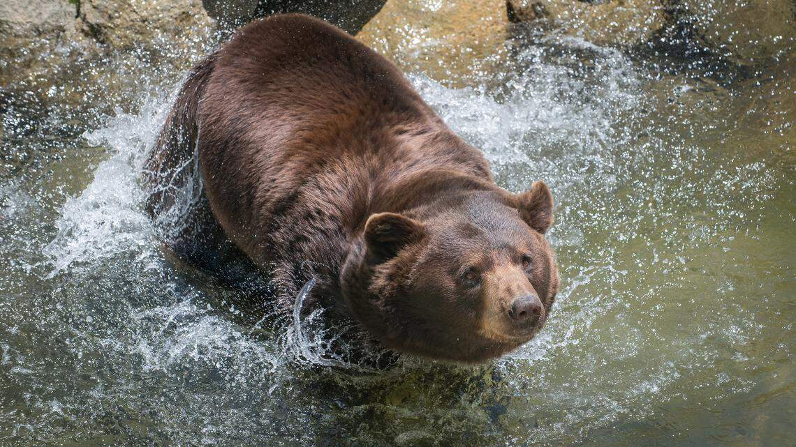 Kodiak loved to “lounge on rocks in the sun and splash in his pond” at the Mildred the Bear Environmental Habitats at Grandfather Mountain, NC.