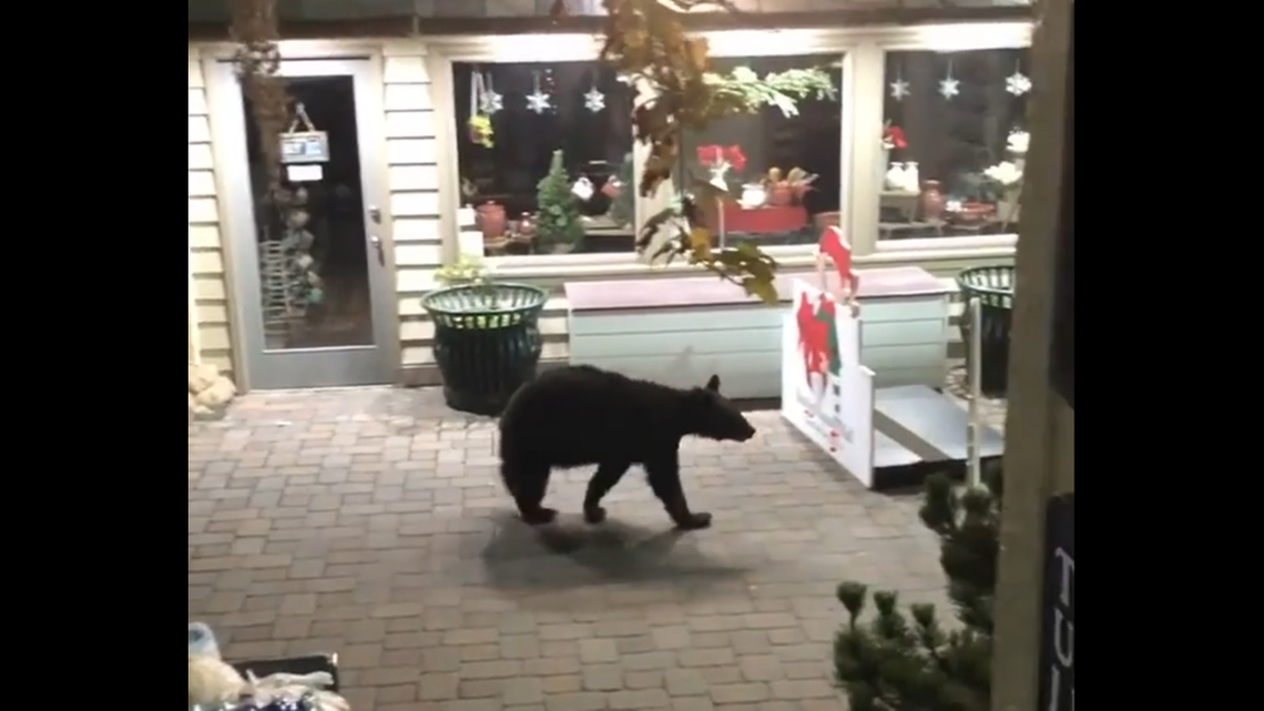 Two different bears showed up Saturday morning at Baskins Square, one of the city’s best known malls, and they appeared to be browsing and enjoying the glittering holiday decorations, according to videos posted on Facebook.