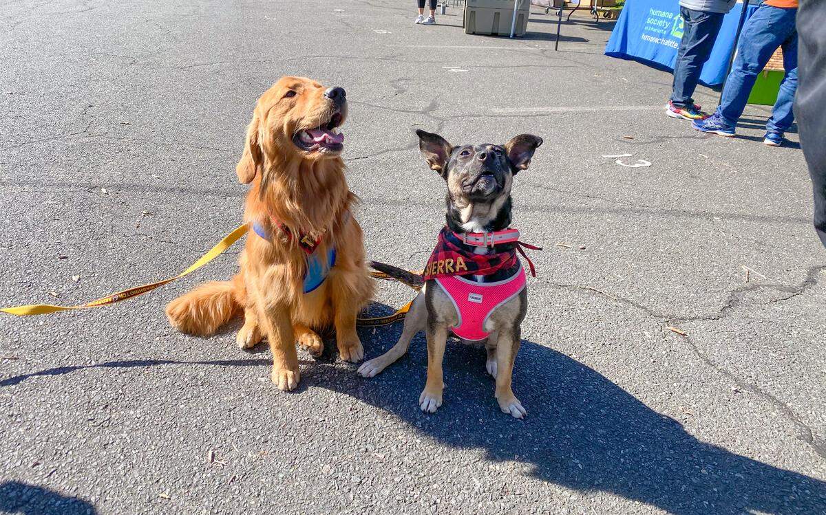 Tahoe and Sierra Rivera, Ron and Stephanie Rivera’s dogs, were donning Washington Redskins leashes at the Humane Society of Charlotte’s yard sale on Saturday, Feb. 15, 2020.