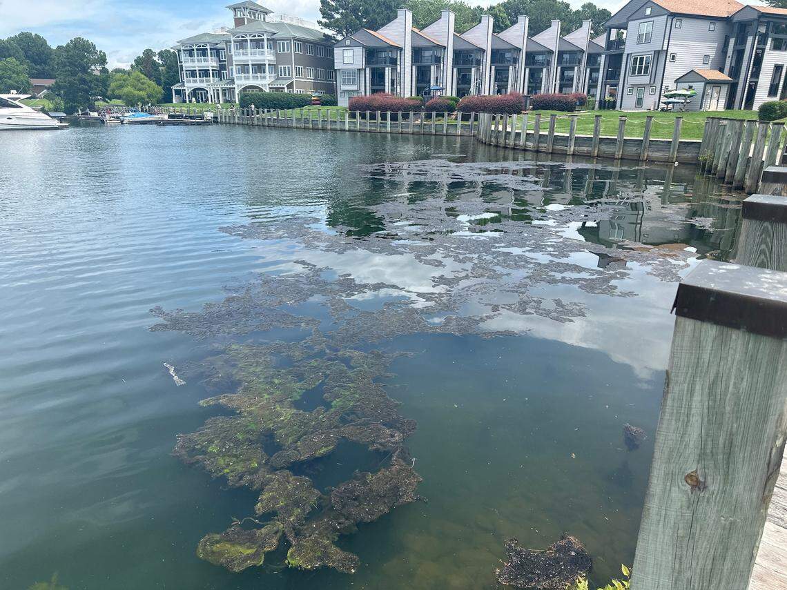 A Lake Norman resident saw a “green floating growth” while walking his dog outside his Cornelius condo on Friday, June 13, according to the NC algal bloom dashboard. “Growth appears to have increased over the last 24 hrs, and there are concerns over safety,” a state investigator said. “Advised to stay out of water in the interim.”