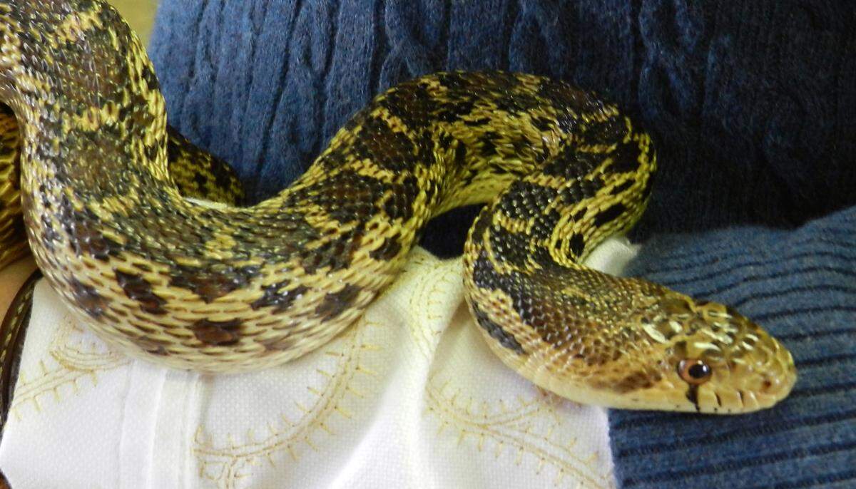 Garter snakes can look and act intimidating when handled, but they are non-venomous.
