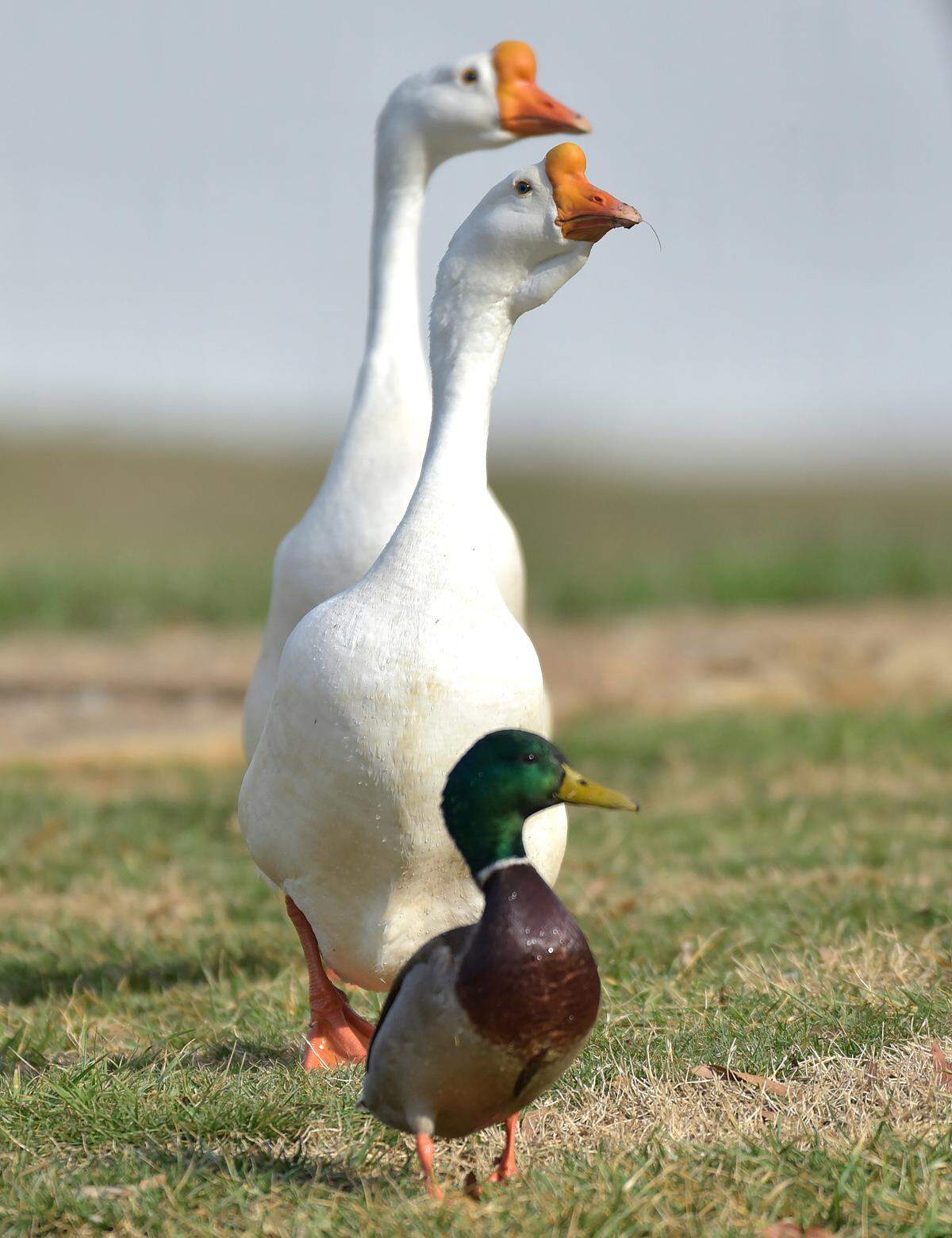 White Chinese geese stand behind a mallard duck in the Curtis Pond subdivision in Mooresville.