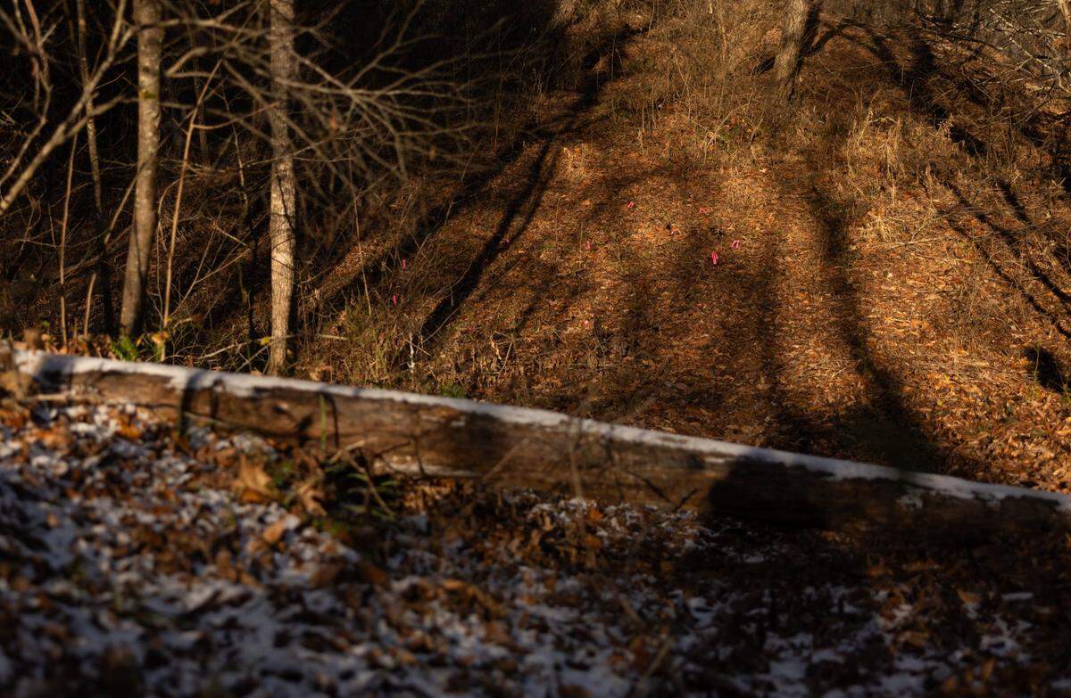 Pink flags mark where workers planted native trees after clearing invasive ones in Mountain Creek Park in Sherrills Ford on Dec. 4.