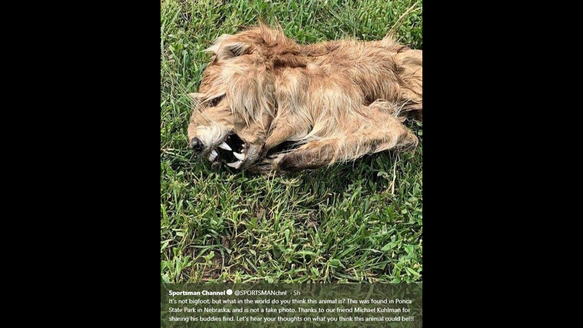 This dead animal with a rather vicioius looking set of teeth has set off a debate on social media, after Sportsman Channel tweeted it.