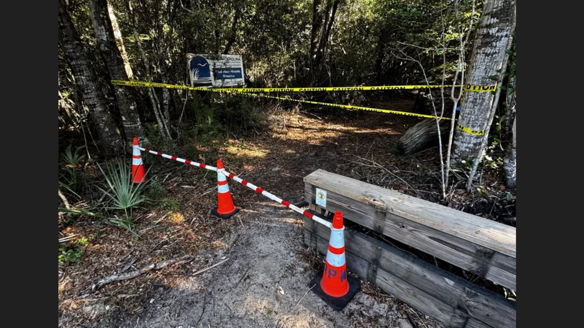 Invasive stinging wasps force trail closure on North Carolina island, town says