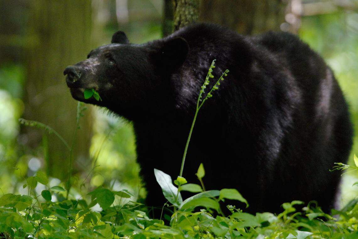 In North Carolina, bears tend to live near the mountains and the coast. This is a file photo.