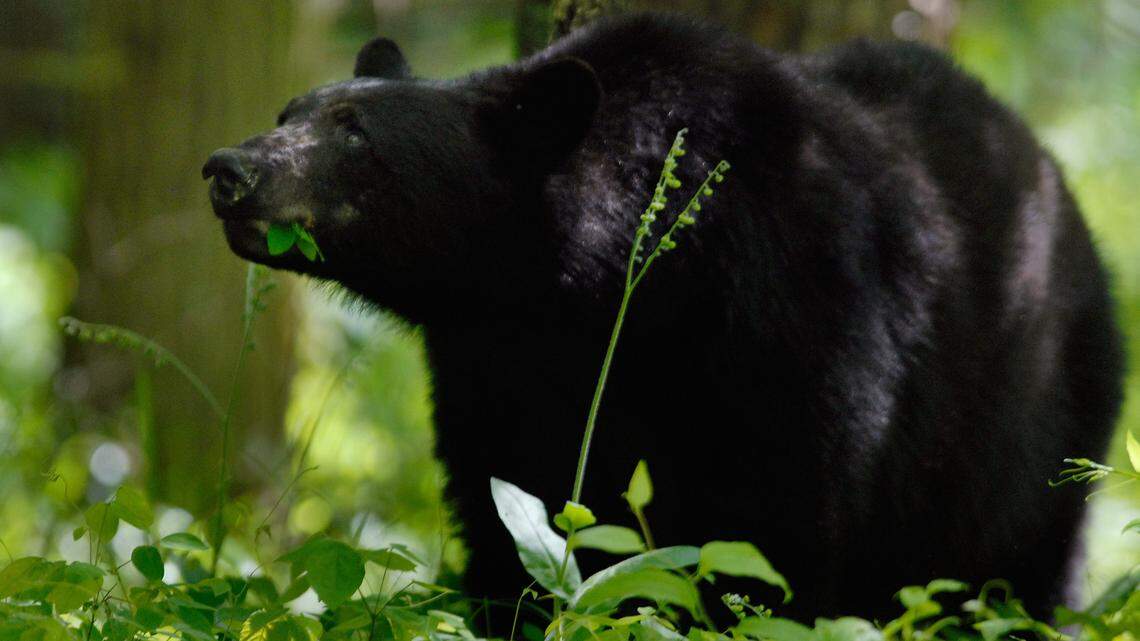 It is called a “bear jam” when visitors to the Great Smoky Mountains National Park stop their cars, trucks or motorcycles to see black bears along the Cades Cove loop.