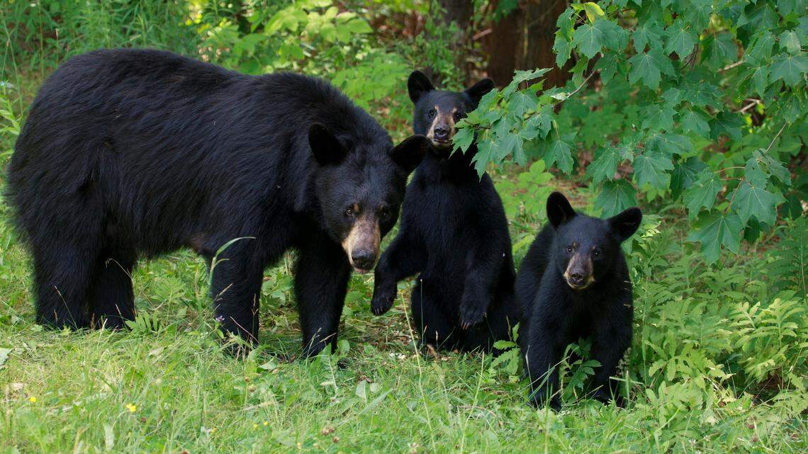 Smarter bears prompt NC park to warn campers some old tricks are no longer working