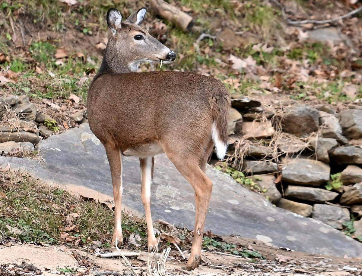 A doe glances over its right shoulder toward the roadside in Burnsville, NC on Monday, November 25, 2024. October through December is the most common time that vehicles strike deer in North Carolina.