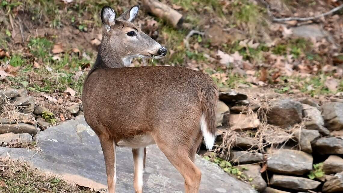 Drivers: Here’s a not-obvious, best response for when deer suddenly appear on the road