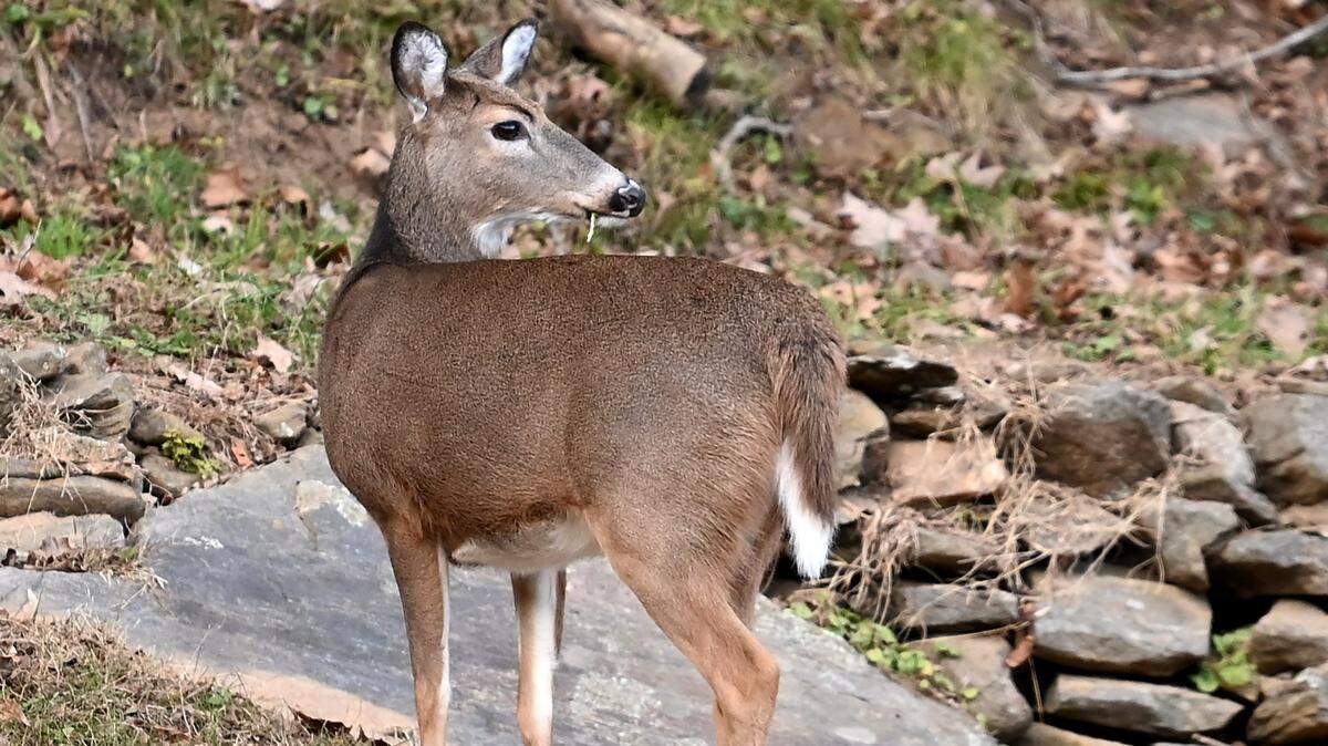 A doe glances over its right shoulder toward the roadside in Burnsville, NC on Monday, November 25, 2024. October through December is the most common time that vehicles strike deer in North Carolina.