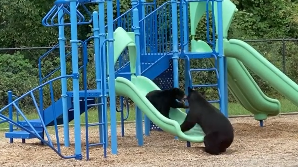 Un video grabado en Isaac Dickson Elementary School de Asheville muestra a una mamá osa y a su cachorro disfrutando del patio de recreo el martes.