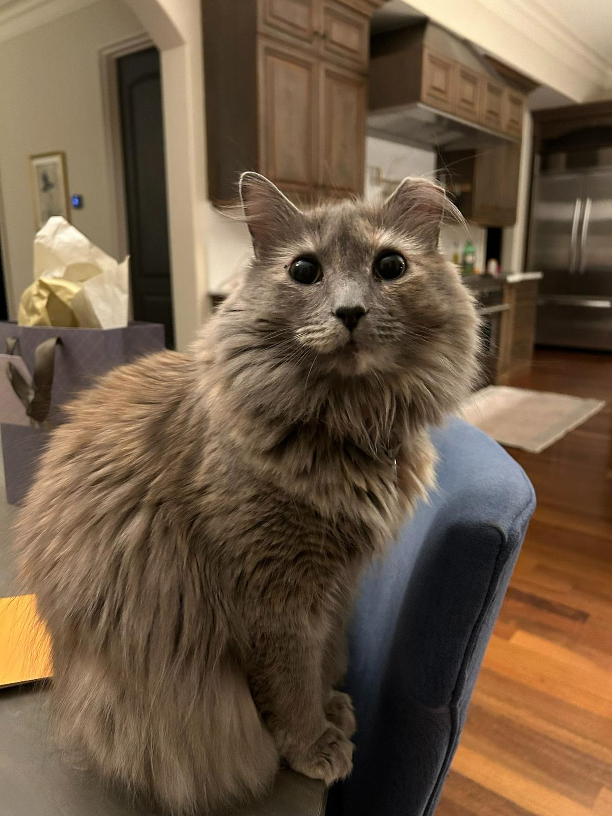 Miko was named a finalist in The Charlotte Observer’s “cutest cat in Charlotte” contest in fall 2024.