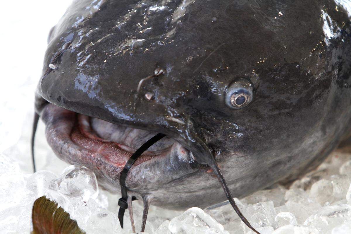 Some believe that Lake Norman’s legendary sea monster is merely a gigantic catfish.
