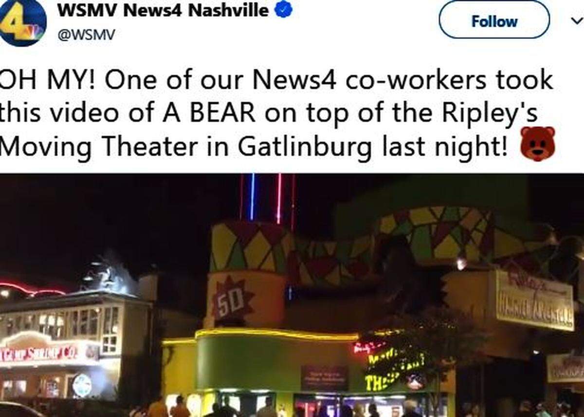 A black bear became an internet sensation this week after video showed it meandering atop a theater building and staring down at tourists in downtown Gatlinburg, Tennessee.