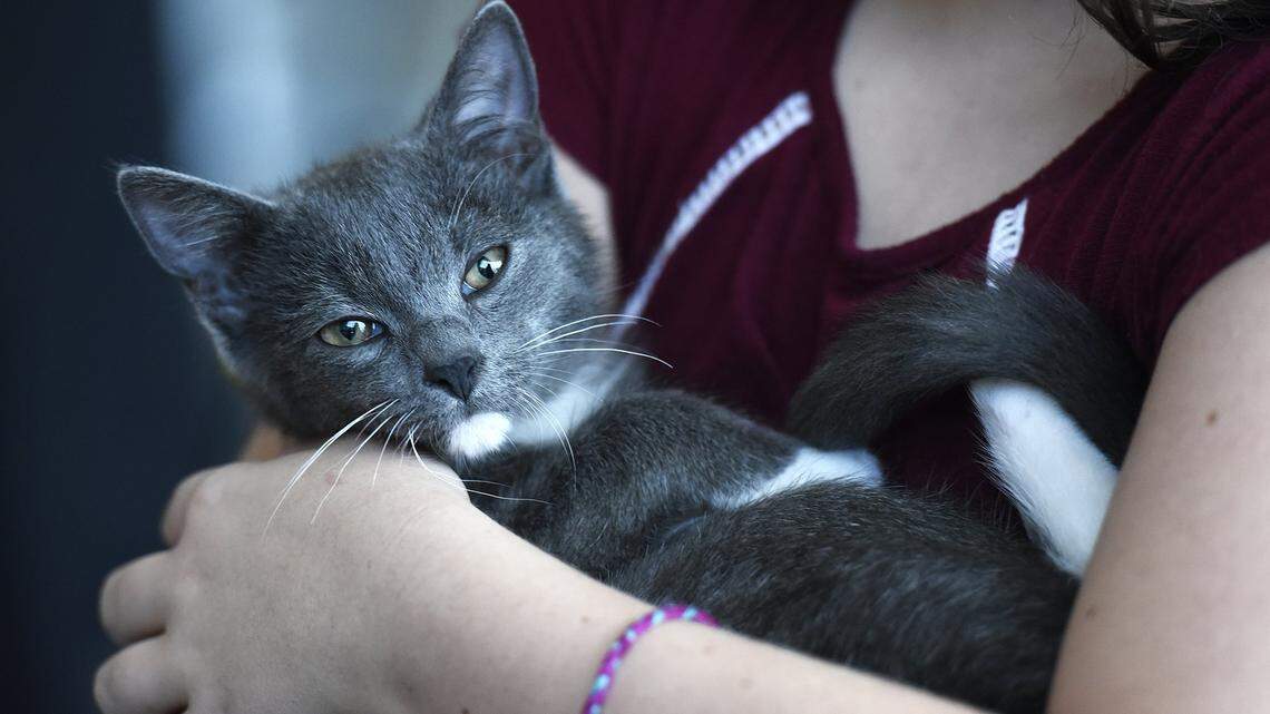 In this 2018 file photo, a 10-year-old girl cradles a gray kitten with white socks at the “Kitten Cuddle” adoption event at Charlotte Douglas International Airport.
