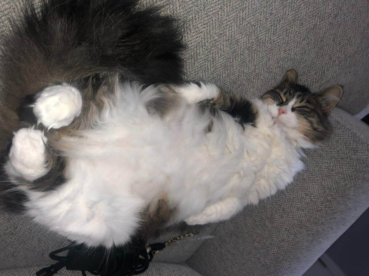 Little was named a finalist in The Charlotte Observer’s “cutest cat in Charlotte” contest in fall 2024.