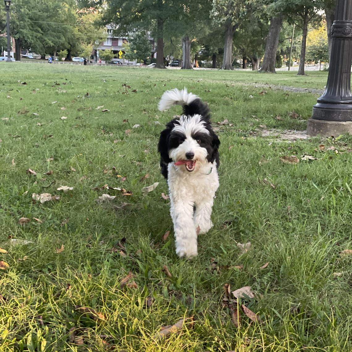 Boogie, a 3.5 year old pup from Durham voted the cutest dog in the Triangle area.