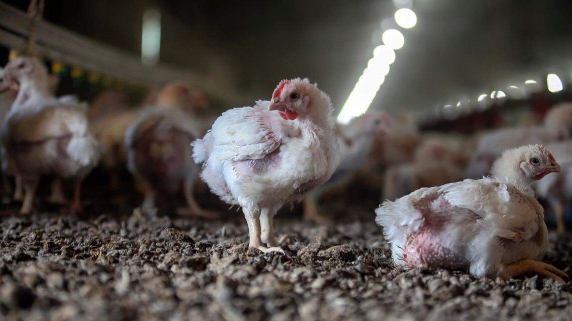 Does NC need new rules for poultry farms? That question divides lawmakers.