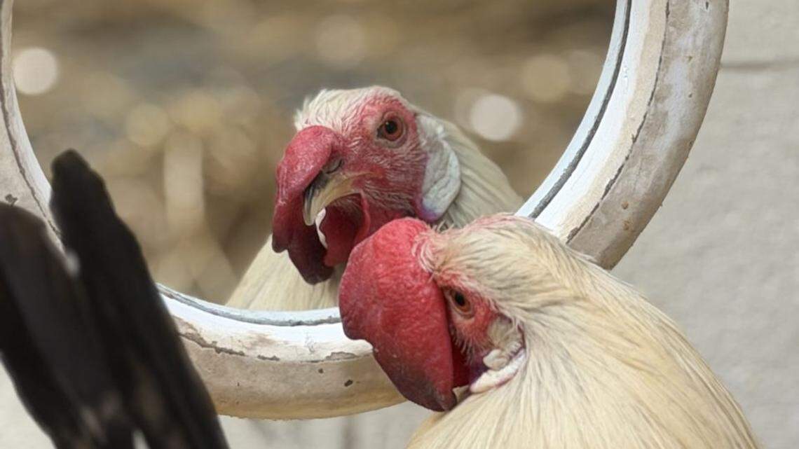 Rooster Named Creamsicle Is Now Best Friends With Hens