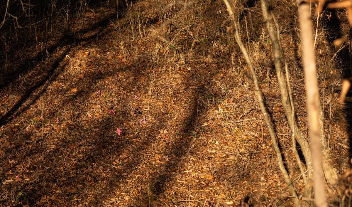 Pink flags mark where workers planted native trees after clearing invasive ones in Mountain Creek Park in Sherrills Ford, N.C., on Wednesday, December 4, 2024.