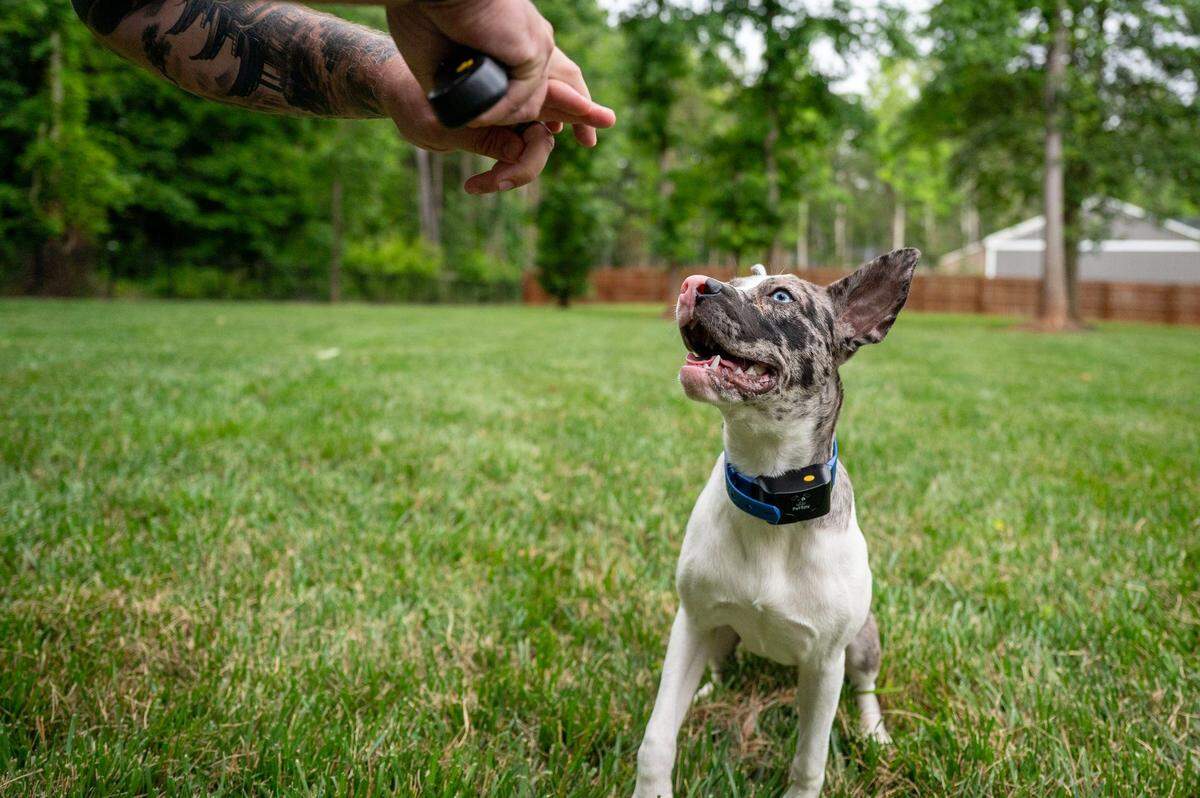 Frankie, a deaf dog, responds to the ASL command for ‘sitting’ that his foster parent, Andrew Boblit, gives him in Iron Station, NC, Monday, June 16, 2025. Boblit and his wife Sarah Ziarko are fostering Frankie through a rescue organization called Angels to the Animals.