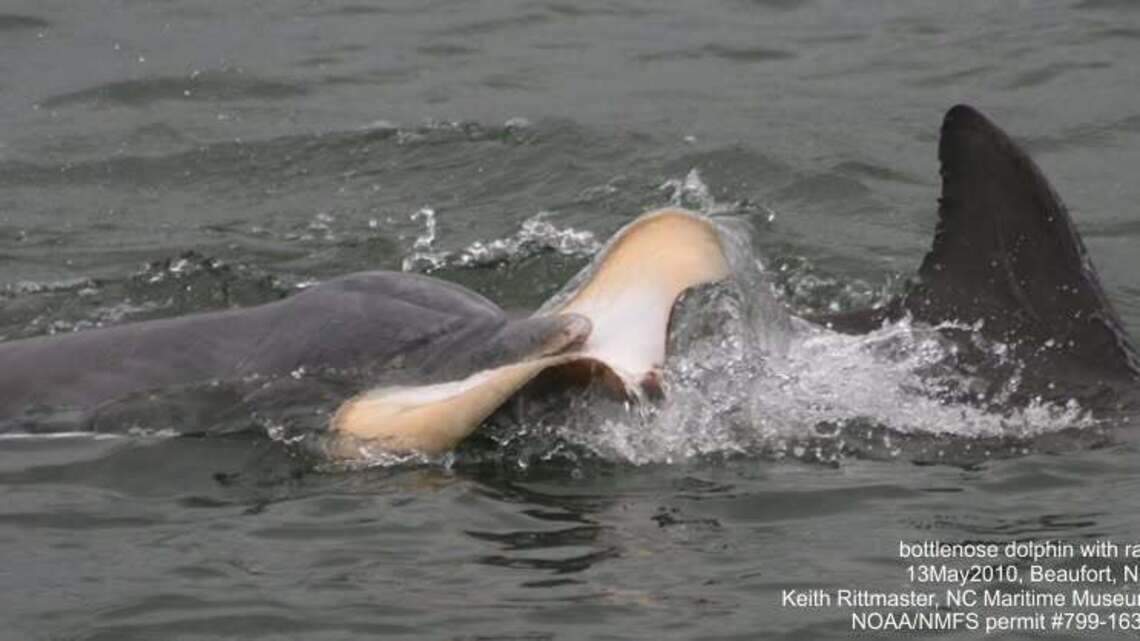 Mysterious cause of dolphin’s death found lodged behind its skull, NC experts say